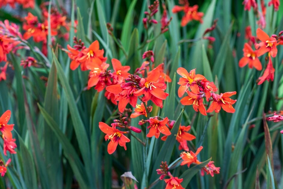<i>Crocosmia</i> 'Twilight Fairy Rose'