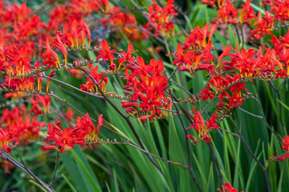 montbretia 'Lucifer'
