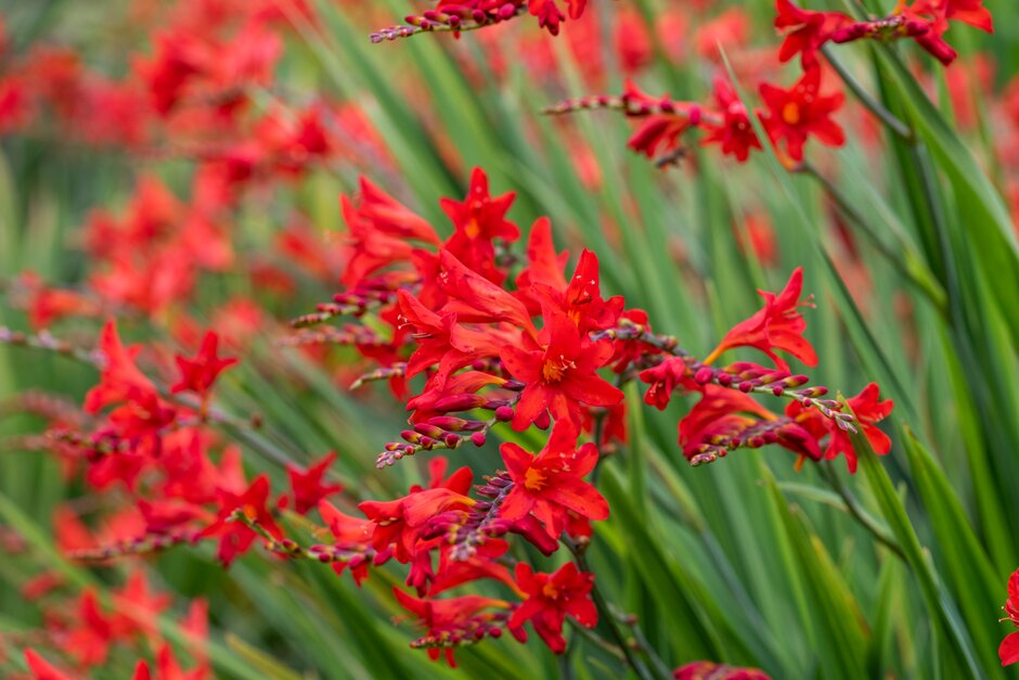 montbretia 'Tamar Glow'