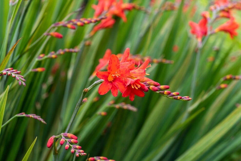 montbretia 'Walberton Red'