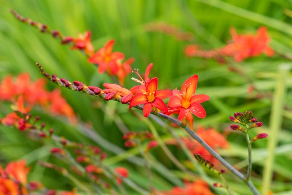 <i>Crocosmia</i> 'Fuego'