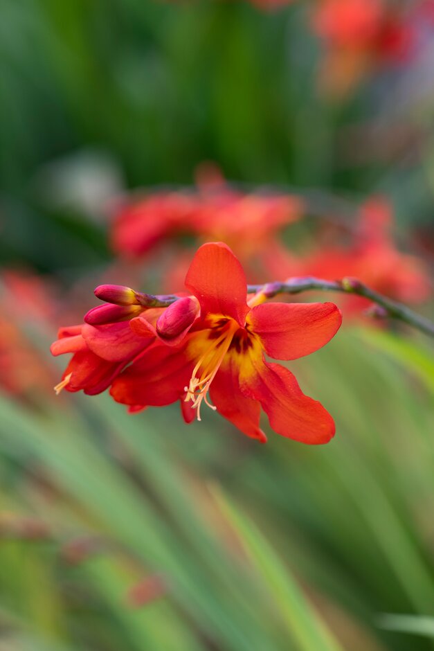 montbretia 'Mephistopheles'