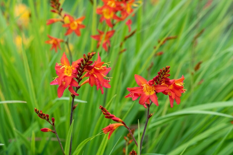 montbretia 'Prince of Orange'