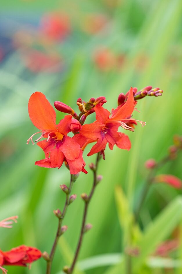 <i>Crocosmia</i> 'Vermeer'