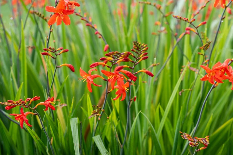 montbretia 'Lana de Savary'