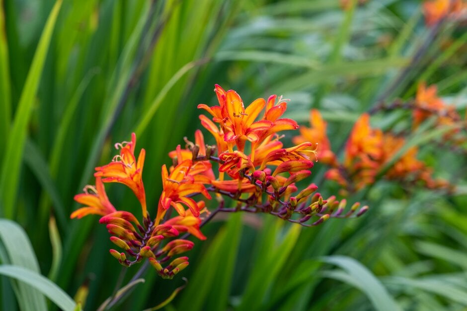 montbretia 'Firestarter'