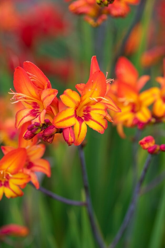 montbretia 'Scorchio'