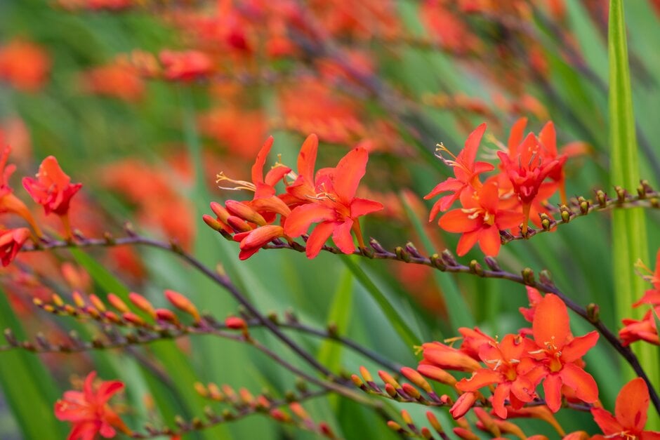 montbretia 'Orange Devil'