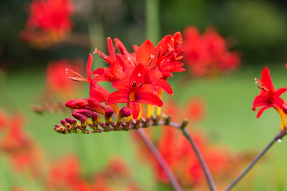 montbretia 'Karin'