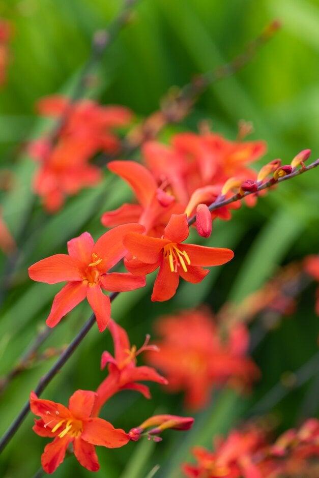 montbretia 'Lana de Savary'