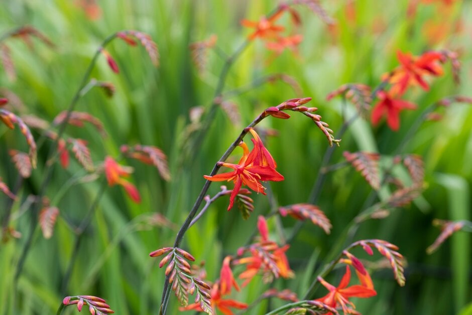 montbretia 'Castle Ward Late'