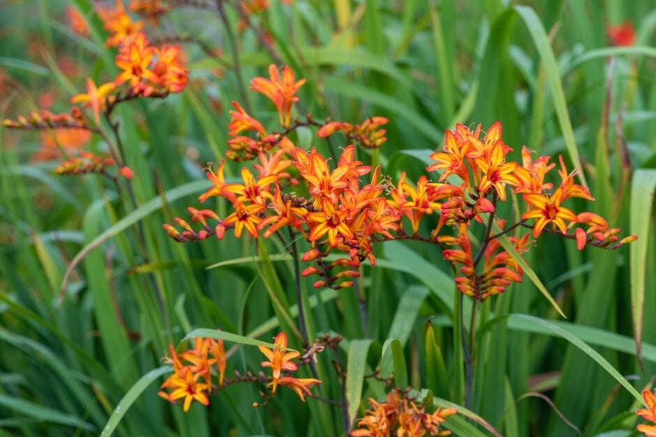 montbretia 'Firestarter'