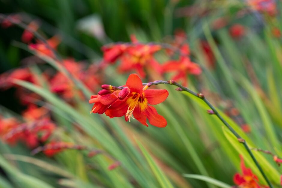 montbretia 'Mephistopheles'