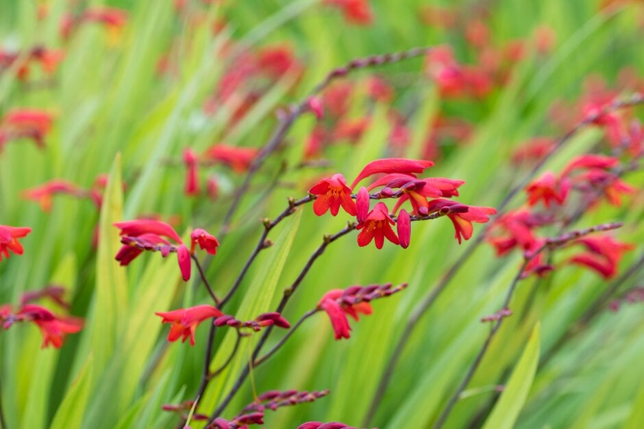 montbretia 'Emberglow'