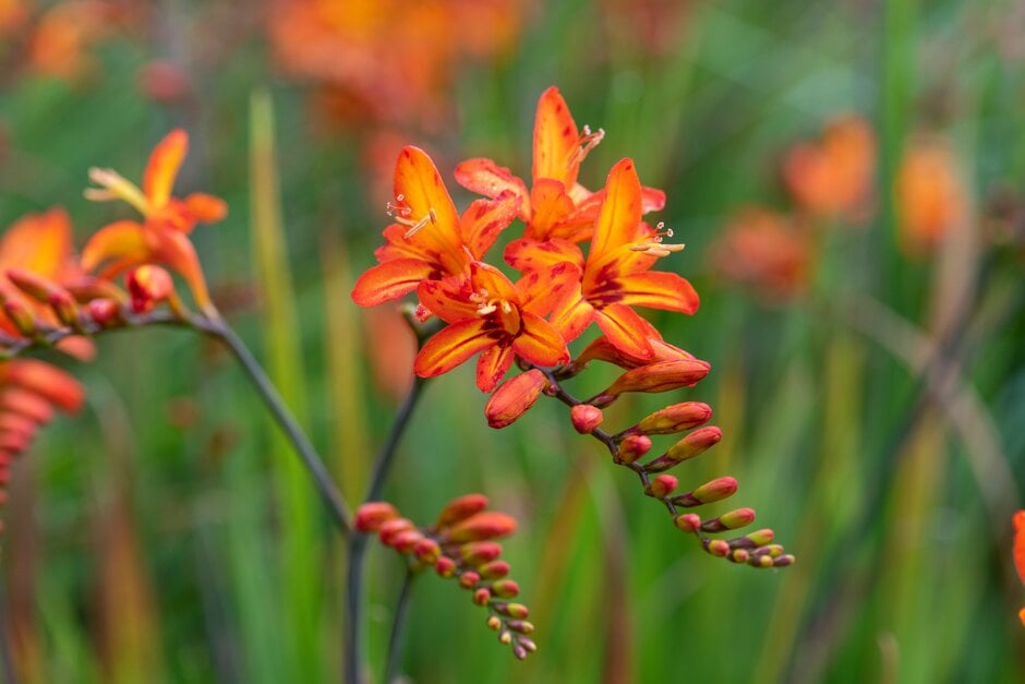 montbretia 'Scorchio'