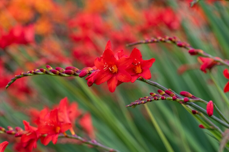 montbretia 'Tamar Glow'