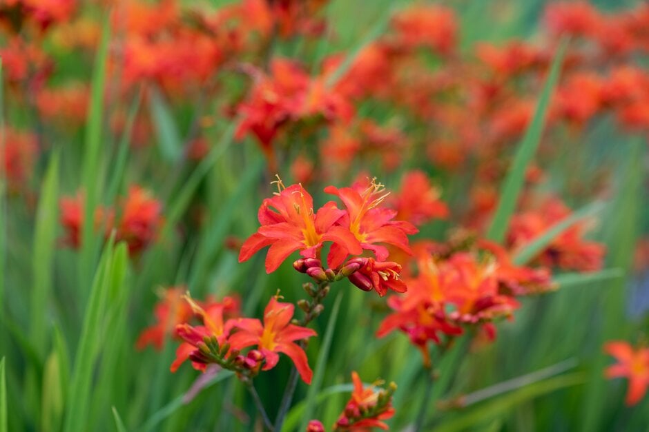 montbretia 'Spitfire'