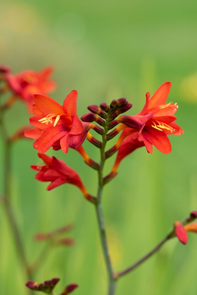 Crocosmia &Emberglow& | montbretia &Emberglow& Herbaceous Perennial/RHS ...