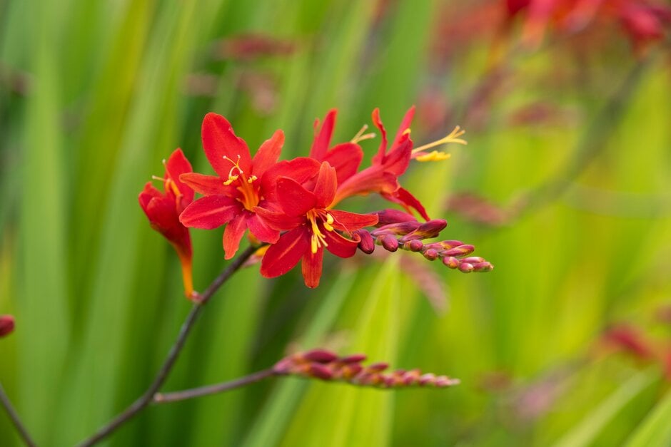 montbretia 'Tamar Double Red'