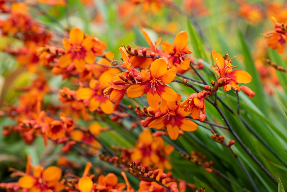 montbretia [Bright Eyes]