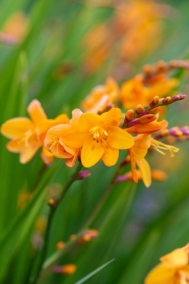 montbretia 'Columbus'