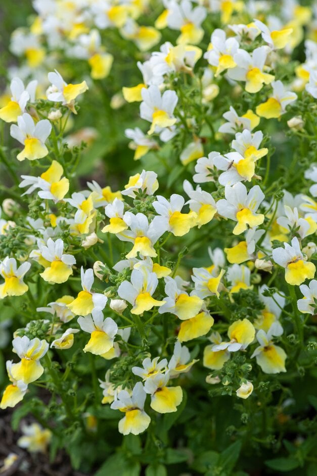 <i>Nemesia</i> [<span style="font-variant: small-caps;">Citrine</span>] (Fairy Kisses Series)