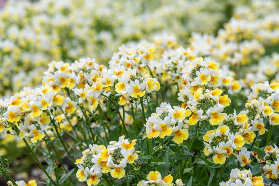 nemesia [Sunpeddle Yellow White]