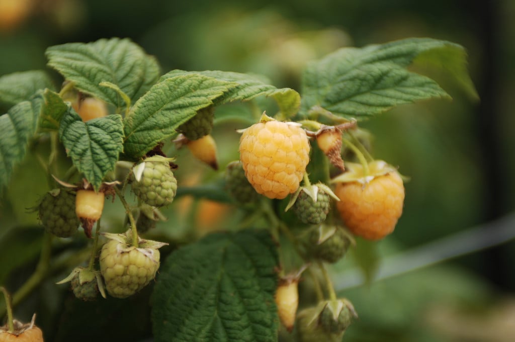 Rubus idaeus 'All Gold' (F) | raspberry 'All Gold'/RHS Gardening