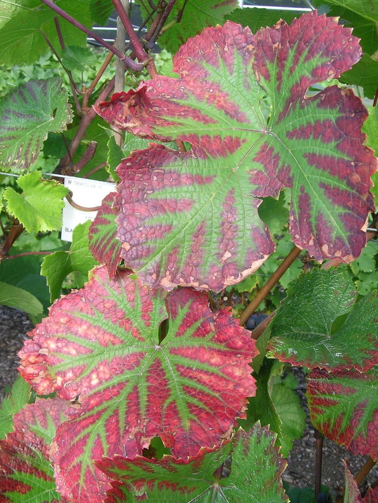 grape 'Rondo'