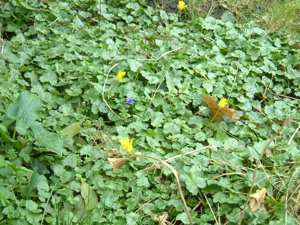 lesser celandine