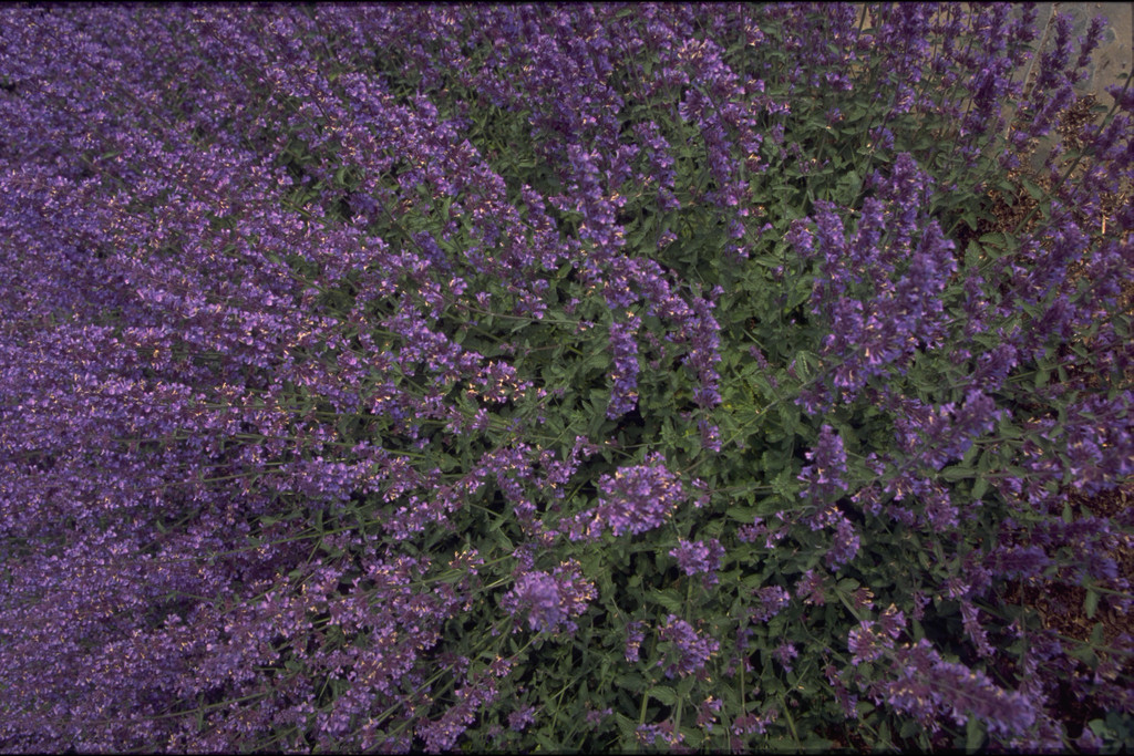 catmint 'Walker's Low'
