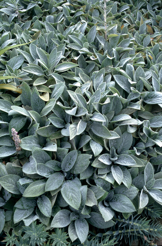 lamb's ear