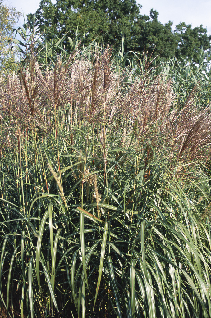eulalia 'Goliath'