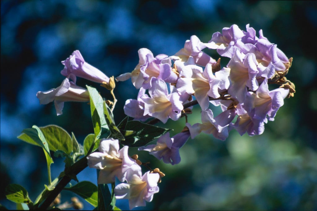 foxglove tree