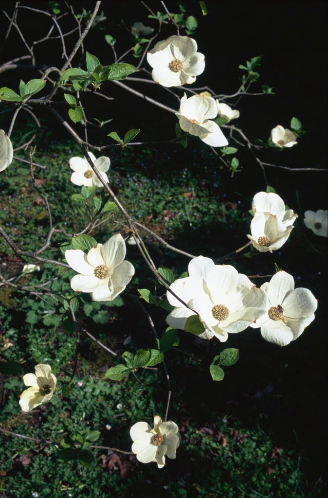dogwood 'Ascona'