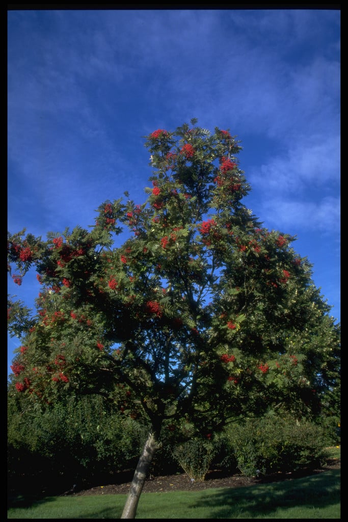 mountain ash 'Ghose'