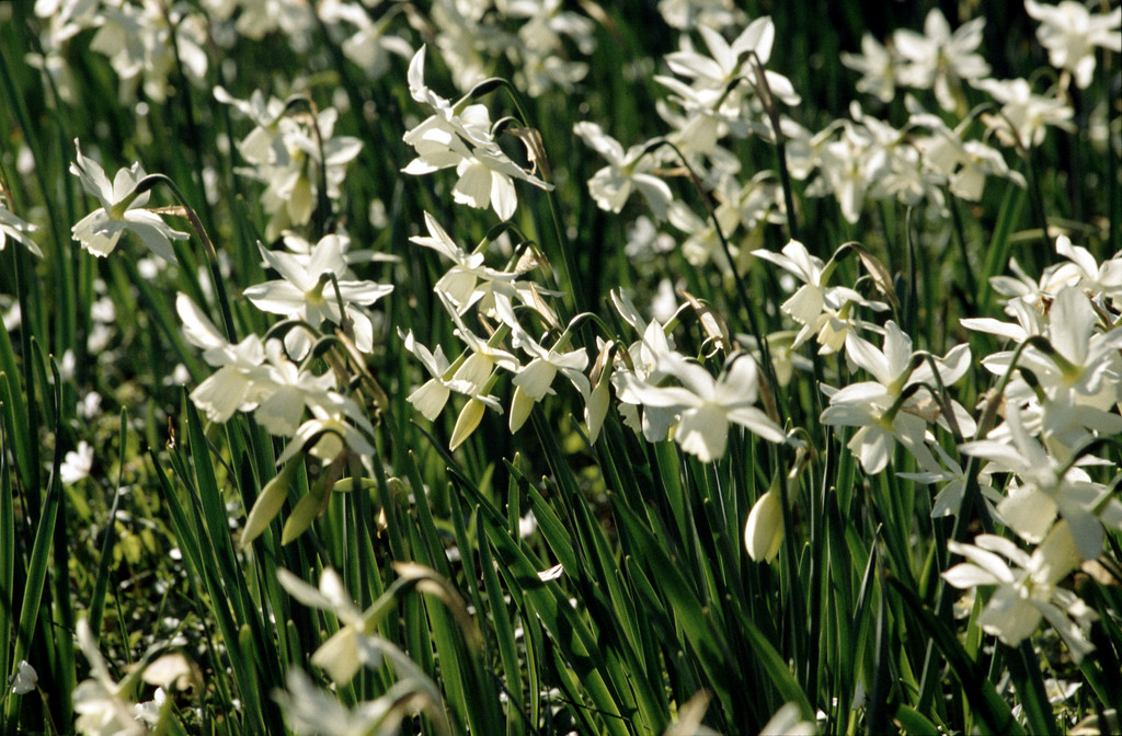 daffodil 'Thalia'
