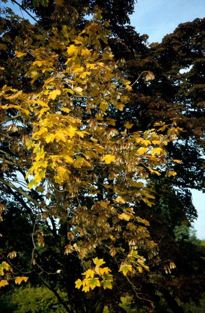 red bud maple