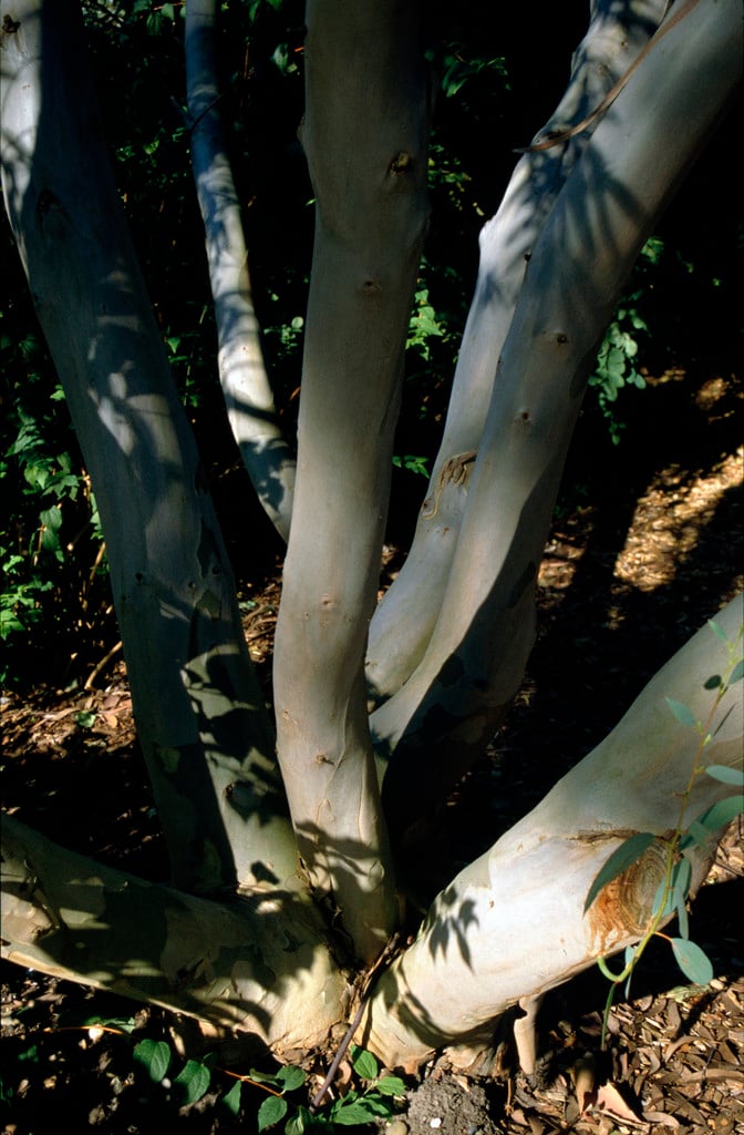 ghost gum