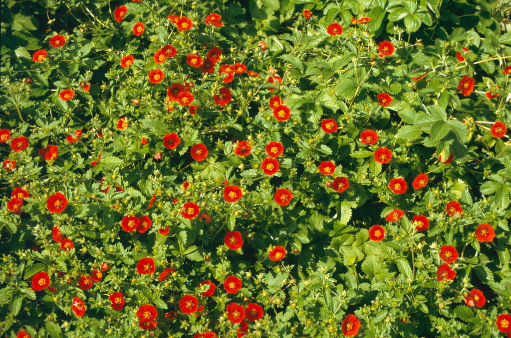 cinquefoil 'Flamenco'