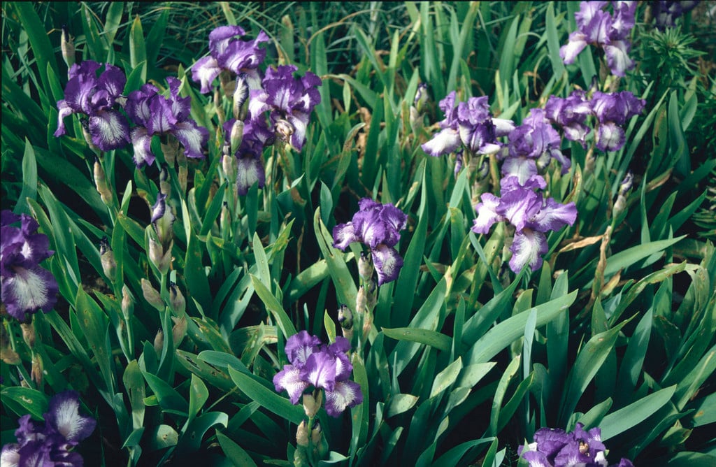 iris 'Arctic Fancy'