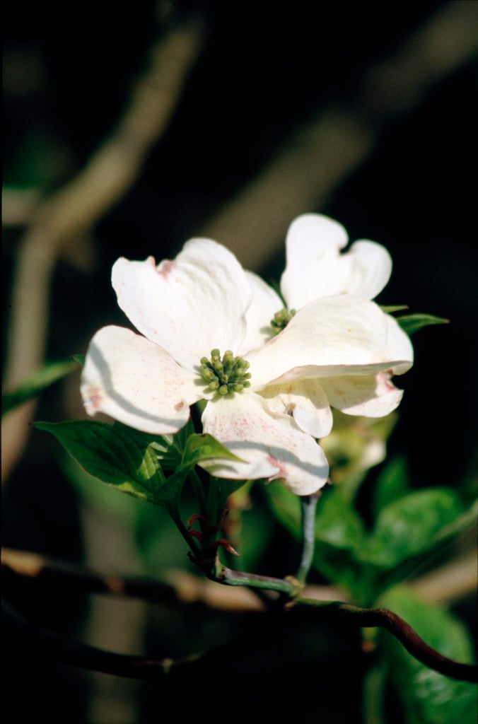 flowering dogwood