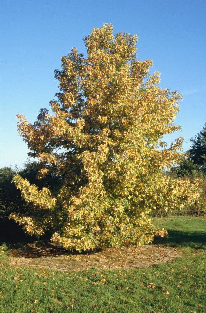 sweet gum 'Variegata'
