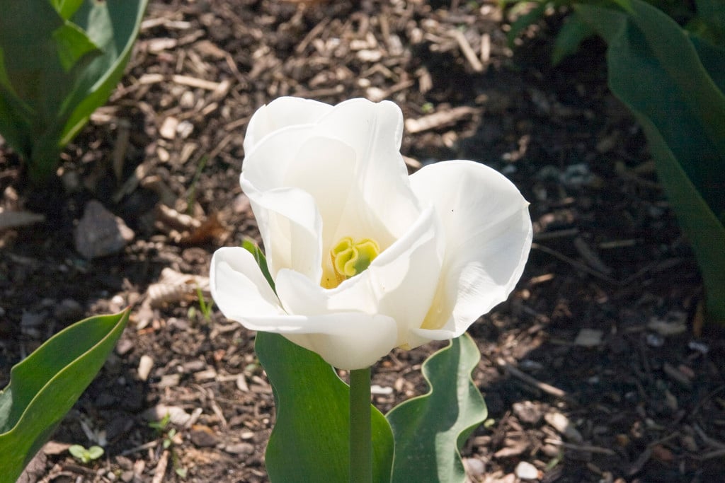 tulip 'Calgary'