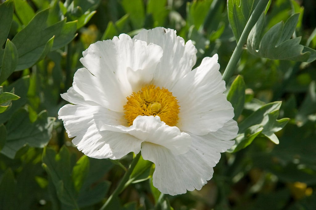 Romneya coulteri &White Cloud& | Californian tree poppy &White Cloud ...