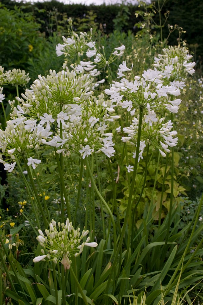 African lily 'Polar Ice'