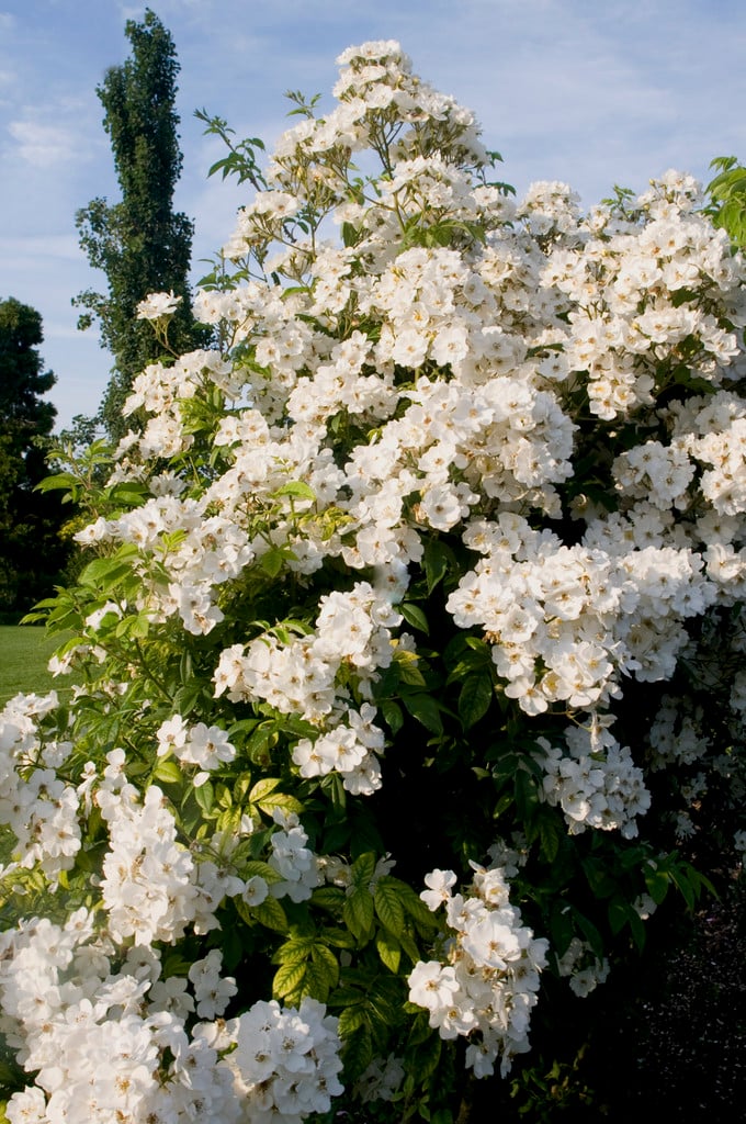 rose 'Betty Sherriff'