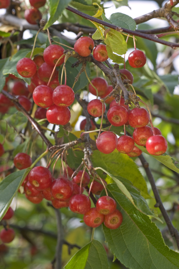 crab apple 'Sun Rival'