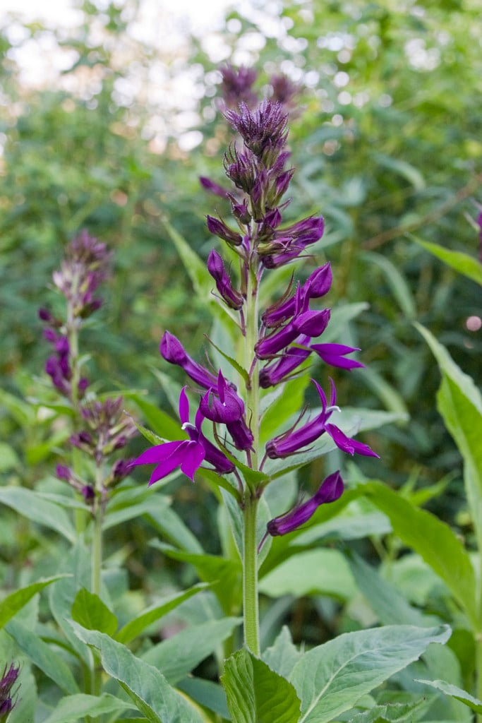 Lobelia x speciosa 'Hadspen Purple' (PBR) | lobelia 'Hadspen Purple ...