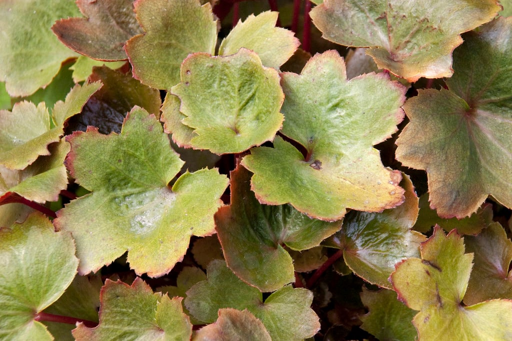 saxifrage 'Rubrifolia'